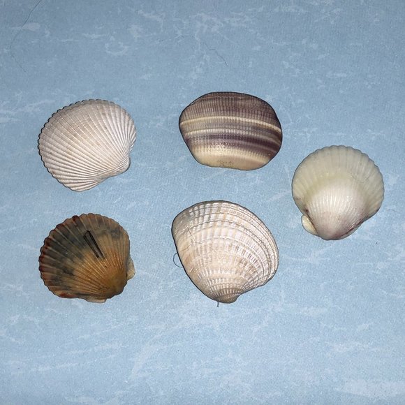 NEW Set of 5 Seashell Magnets Scallops Etc - Picture 3 of 6